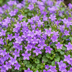 Campanula portenschlagiana (peach blossom bellflower) – pink – 12 plants, Ø11 cm, 15–25 cm tall