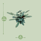 Ctenanthe Oppenheimiana (visgraatplant) – Ø17 cm, 70 cm hoog