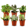 6× Vetplanten – Ø6 cm, 5–10 cm hoog