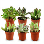 6× Vetplanten – Ø6 cm, 5–10 cm hoog