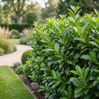 Prunus laurocerasus 'Novita' (cherry laurel) – 24 plants, Ø9 cm, 25–35 cm high