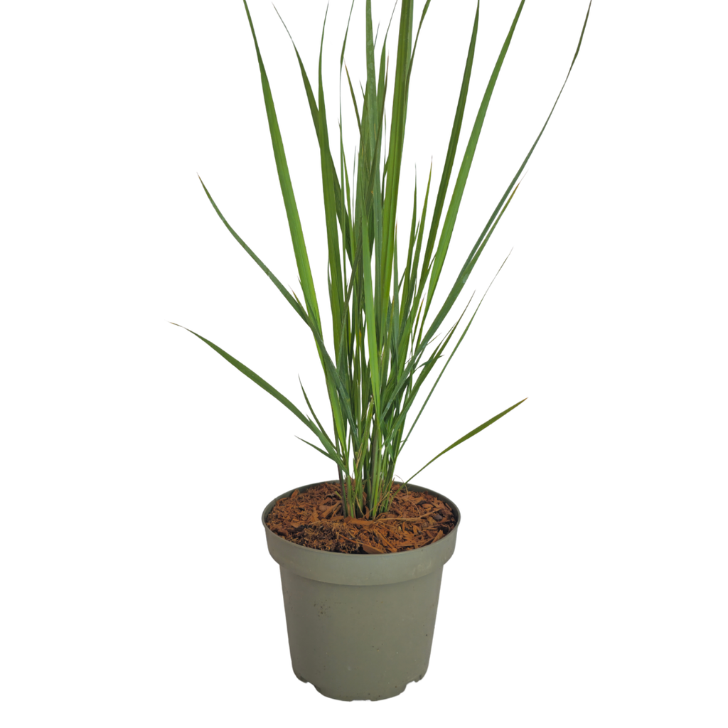 Panicum virgatum 'Northwind' (Fingergras) – 6 Pflanzen, Ø 12 cm – Bild 4