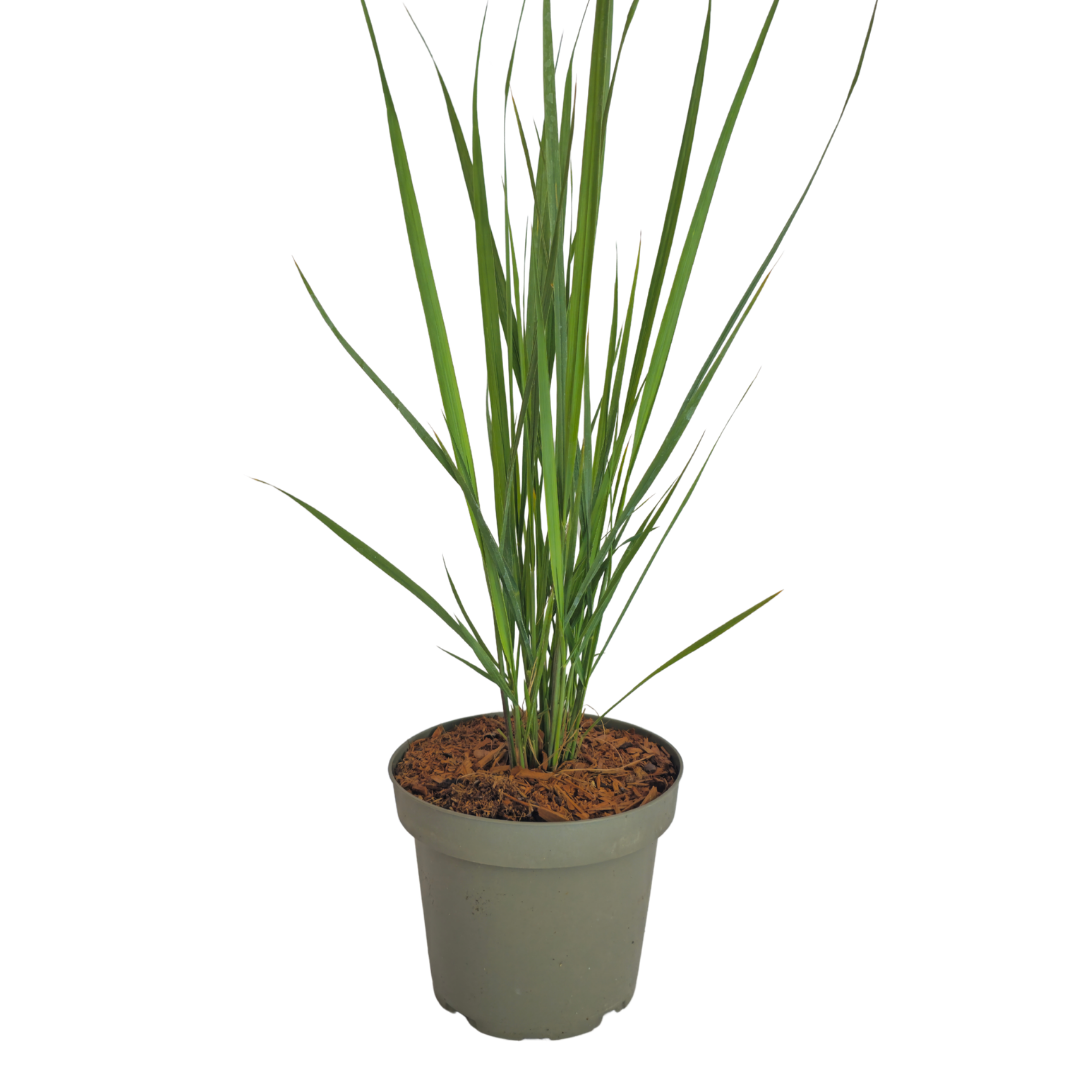 Panicum virgatum 'Northwind' (Fingergras) – 6 Pflanzen, Ø 12 cm – Bild 4