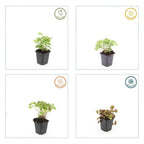 Alchemilla mollis (lady's mantle) – 12 plants, Ø9 cm, 10–25 cm tall