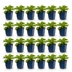 Digitalis purp. 'Gloxiniiflora' (Fingerhut) – rosa-weiß – 24 Pflanzen, Ø11 cm, 15–25 cm hoch