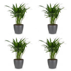 4× Areca lutescens (Dypsis) en pot décoratif gris – Ø12 cm, 45 cm de haut