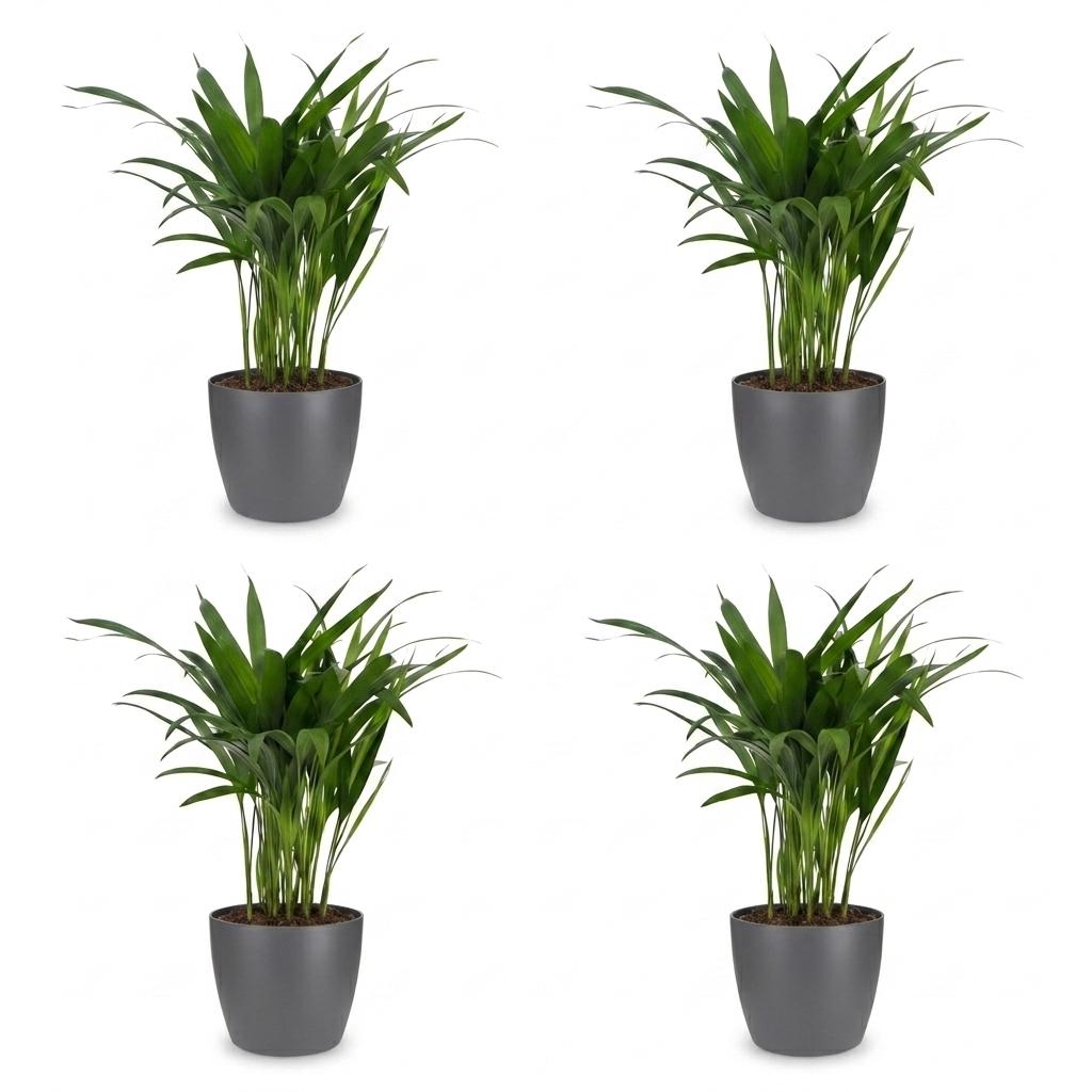 4× Areca lutescens (Dypsis) en pot décoratif gris – Ø12 cm, 45 cm de haut