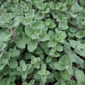 Nepeta 'Grol' (catmint) – 60 plants, Ø9 cm, 10–25 cm high