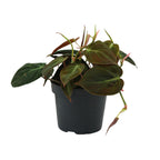 Philodendron Micans – Ø12 cm, 15 cm høj