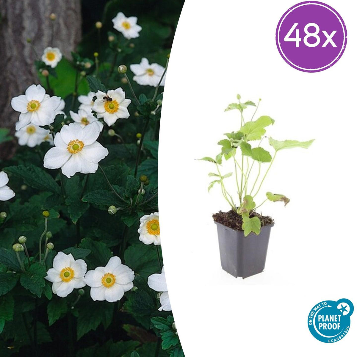 Anemone hyb. 'Honorine Jobert' (Herbstanemone) – 48 Pflanzen, Ø 9 cm, 10–25 cm hoch
