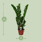 Zamioculcas zamiifolia (Glücksfeder) – Ø 14 cm, 50 cm hoch