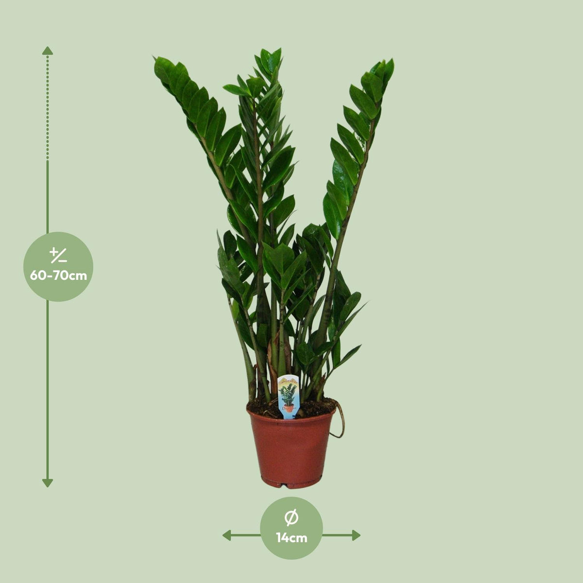 Zamioculcas zamiifolia (zz-plant) – Ø14 cm, 50 cm hoog