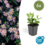 Aster ageratoides 'Asran' – 6 plants, Ø9 cm, 10–25 cm tall