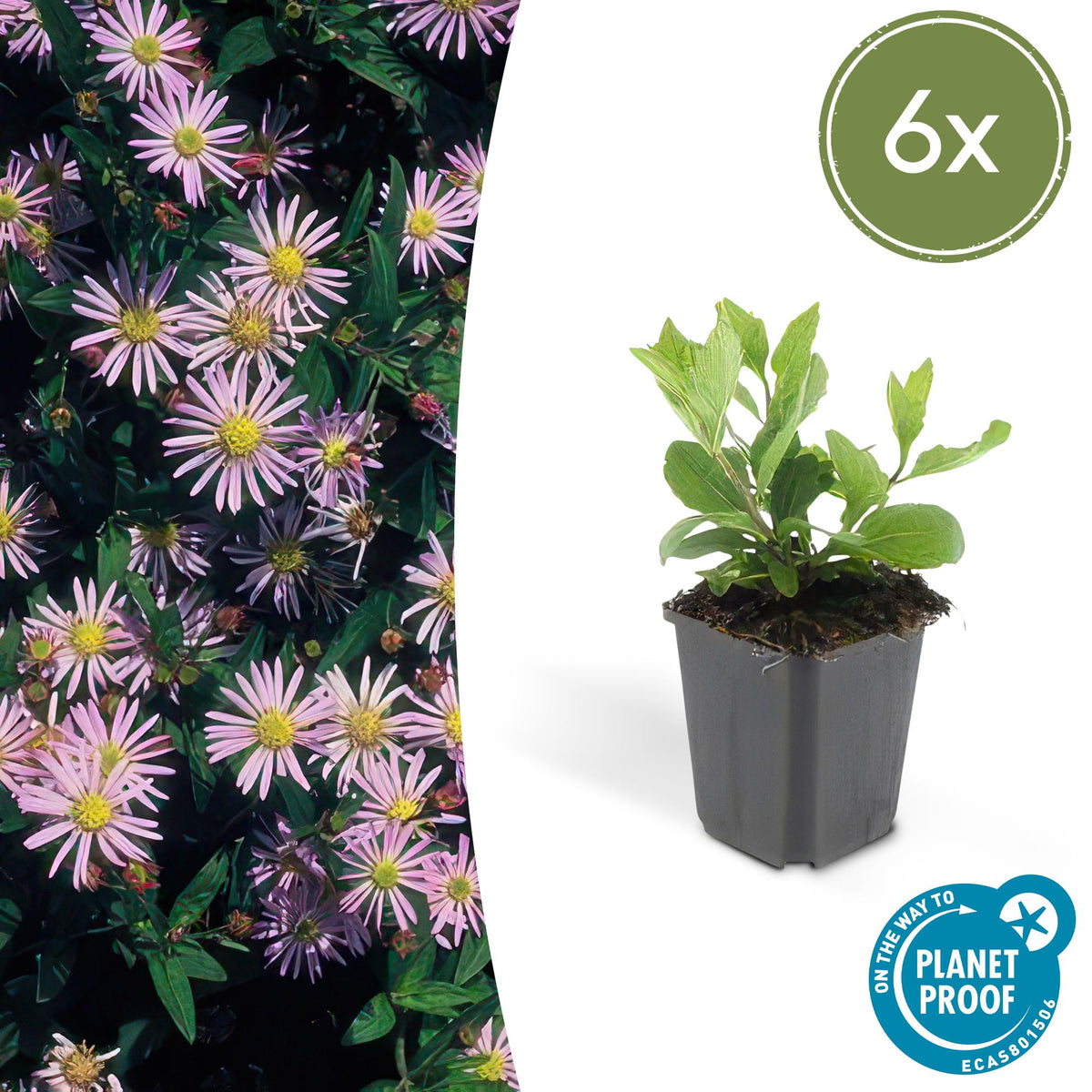Aster ageratoides 'Asran' – 6 plants, Ø9 cm, 10–25 cm tall – photo 2