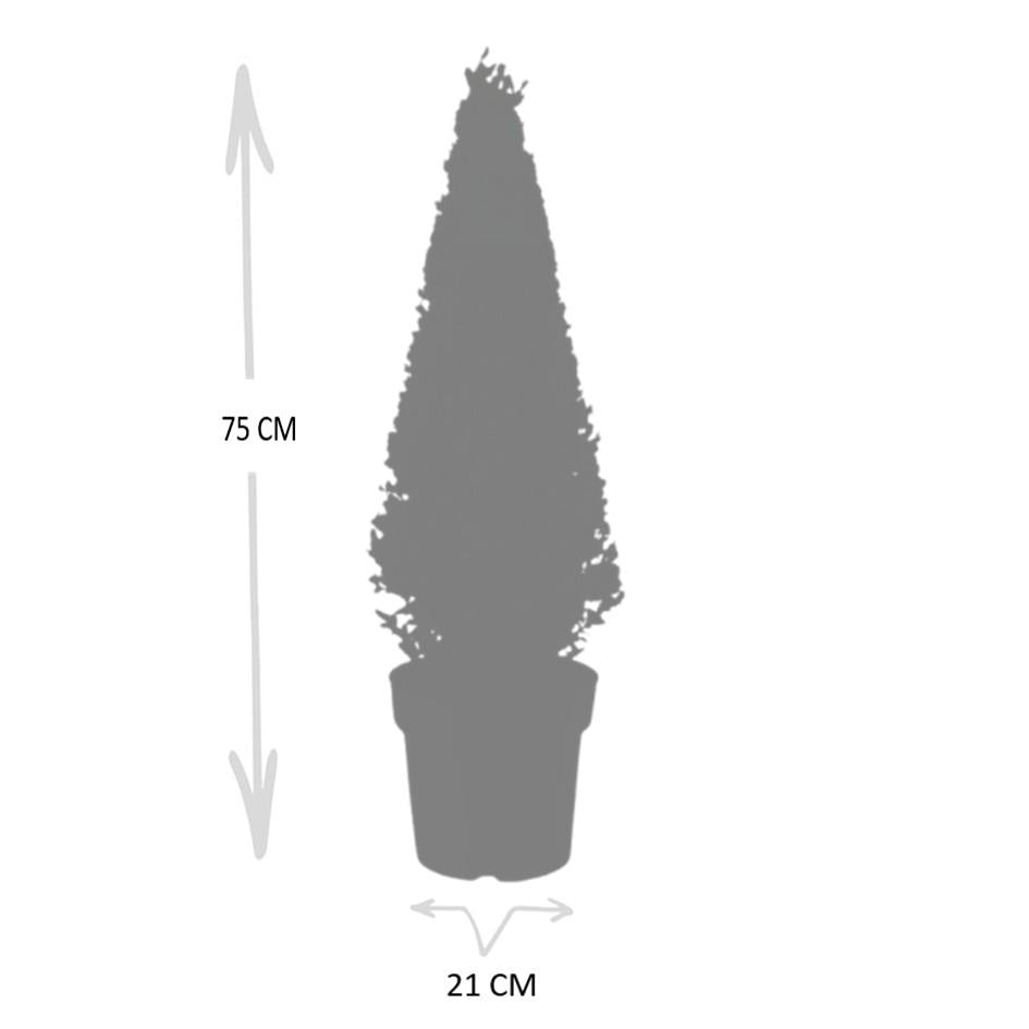 Ilex-Pyramide (Stechpalme) – Ø 21 cm, 55 cm hoch – Bild 6