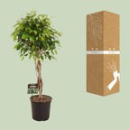 Ficus benjamina Exotica (Weiner-Ficus) – Ø 27 cm, 120 cm hoch