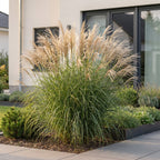 Miscanthus sinensis 'Gracillimus' (miscanthus) – 6 plantes, Ø11 cm, 15–25 cm de haut