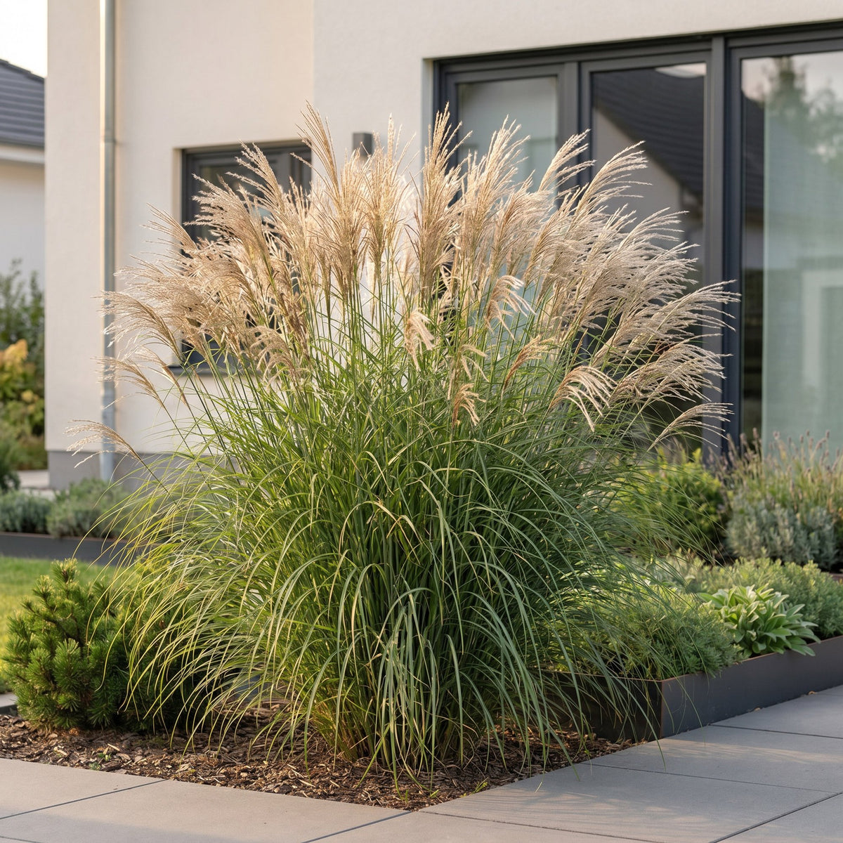 Miscanthus sinensis 'Gracillimus' (miscanthus) – 6 plantes, Ø11 cm, 15–25 cm de haut – photo 6