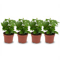 4× Coffea arabica (koffieplant) – Ø12 cm, 25 cm hoog