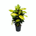 Croton Mrs. Iceton (Codiaeum) – Ø 17 cm, 65 cm hoch