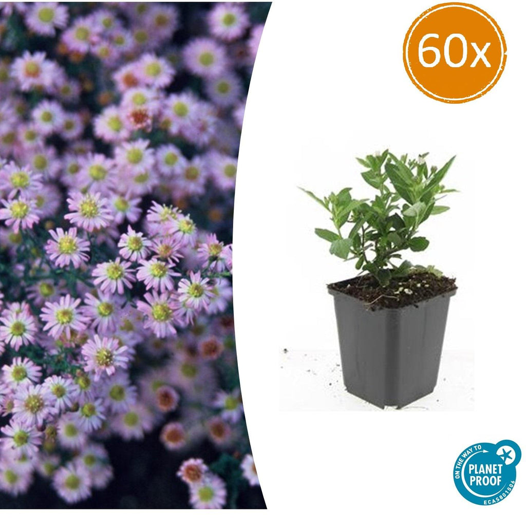 Aster ageratoides 'Stardust' – 60 plants, Ø9 cm, 10–25 cm de haut – photo 2