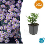 Aster ageratoides 'Stardust' – 60 plants, Ø9 cm, 10–25 cm de haut
