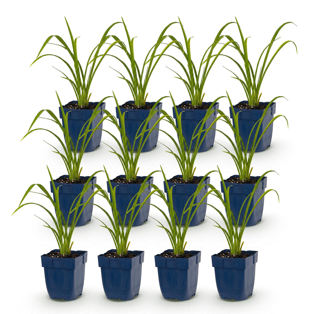 Hemerocallis 'Mauna Loa' (Taglilie) – orange – 12 Pflanzen, Ø11 cm, 15–25 cm hoch – Bild 2