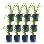 Hemerocallis 'Mauna Loa' (Taglilie) – orange – 12 Pflanzen, Ø11 cm, 15–25 cm hoch