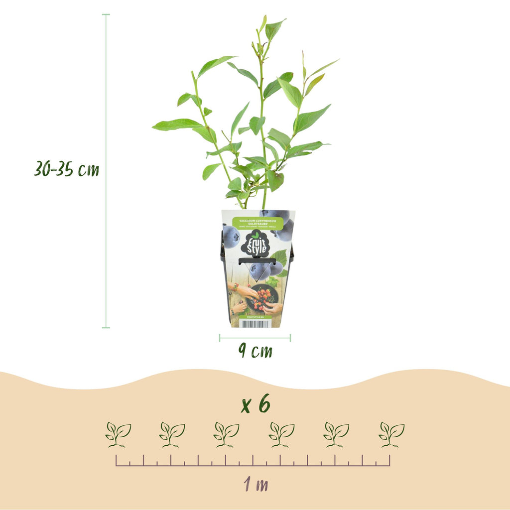 Vaccinium corymbossum 'Goldtraube' (blueberry) – 3 plants, Ø9 cm, 35 cm high – photo 3