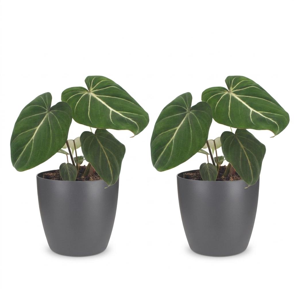 2× Philodendron gloriosum in Potter-sierpot grijs – Ø12 cm, 25 cm hoog