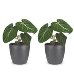 2× Philodendron gloriosum in Potter-sierpot grijs – Ø12 cm, 25 cm hoog
