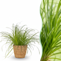 Cyperus alternifolius Zumula (jonc cyperus) avec panier – Ø12 cm, 20 cm de haut