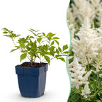 Astilbe 'Deutschland' (fjergræs) – hvid – 12 planter, Ø11 cm, 15–25 cm høj