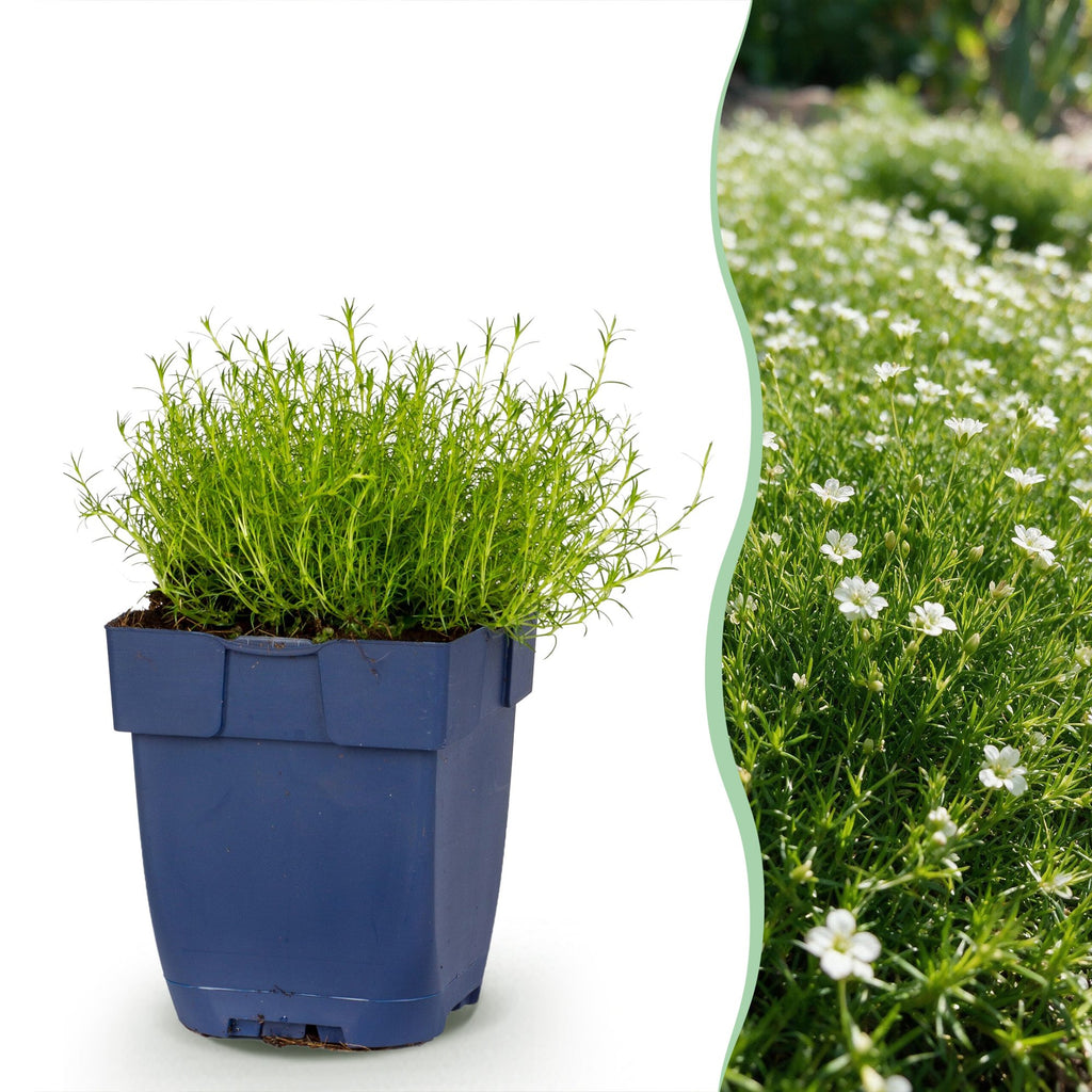 Sagina subulata (sagina rampante) – blanc – 6 plantes, Ø11 cm, 15–25 cm de haut