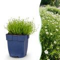 Sagina subulata (sagina rampante) – blanc – 6 plantes, Ø11 cm, 15–25 cm de haut