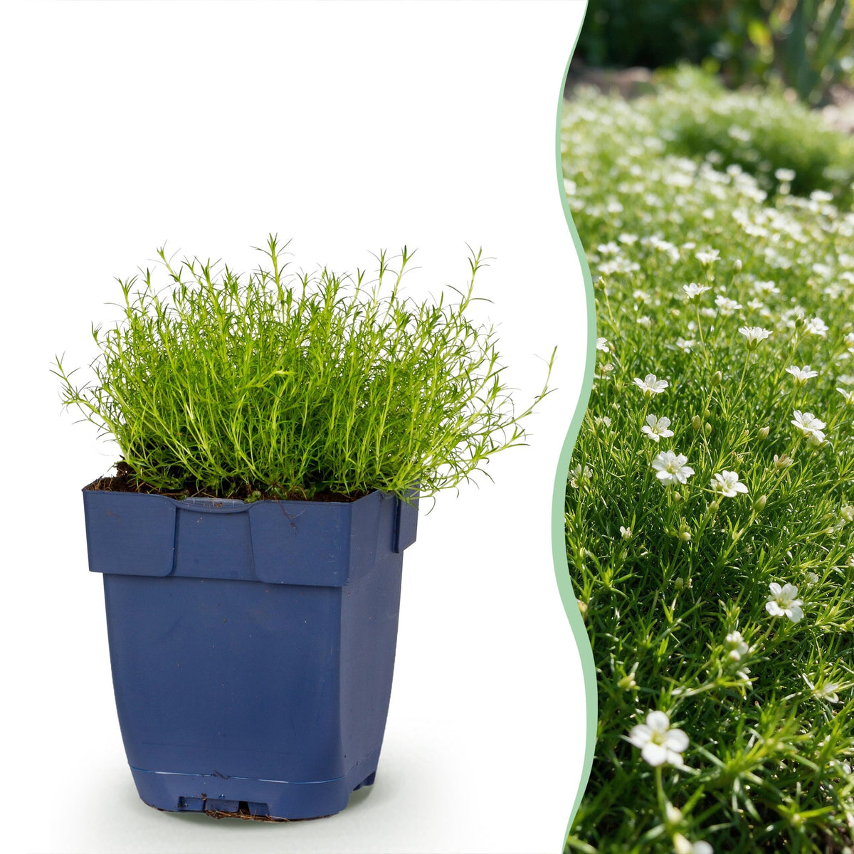 Sagina subulata (sagina rampante) – blanc – 6 plantes, Ø11 cm, 15–25 cm de haut