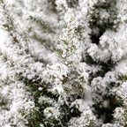 2× Picea glauca Conica (sapin de Noël) en sachet de jute – Ø19 cm, 65 cm de haut – blanc