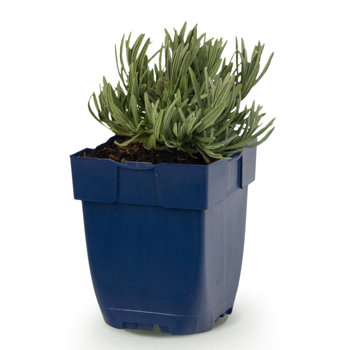 Lavandula angustifolia 'Munstead' (lavendel) – paars – Ø11 cm, 15–25 cm hoog