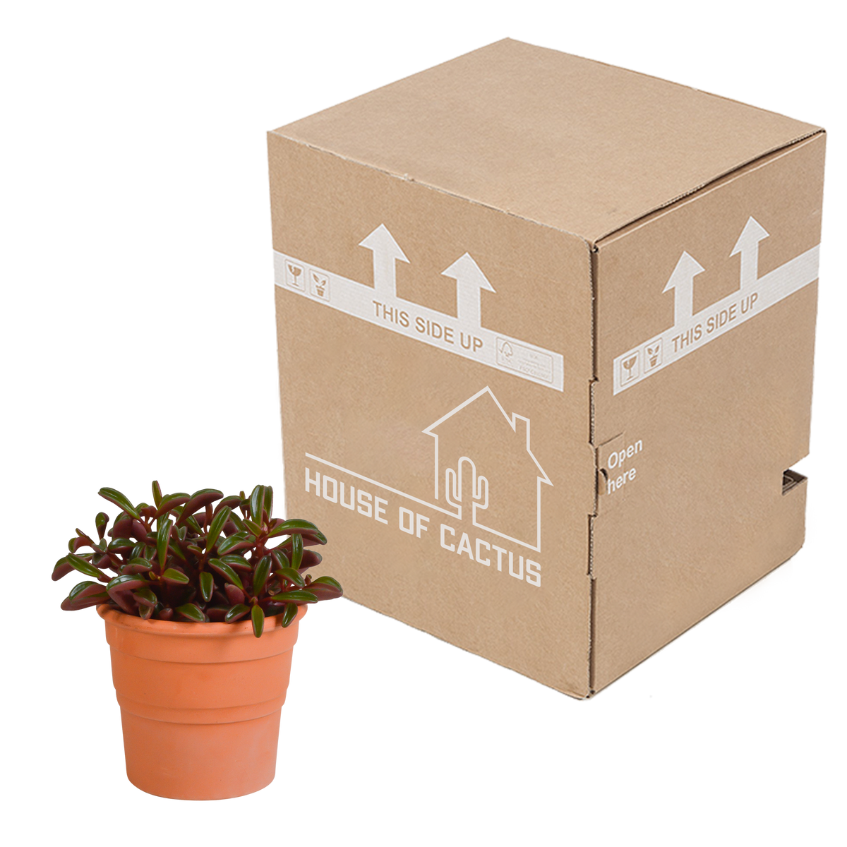 Peperomia graveolens in terracotta pot – Ø11 cm, 20 cm hoog