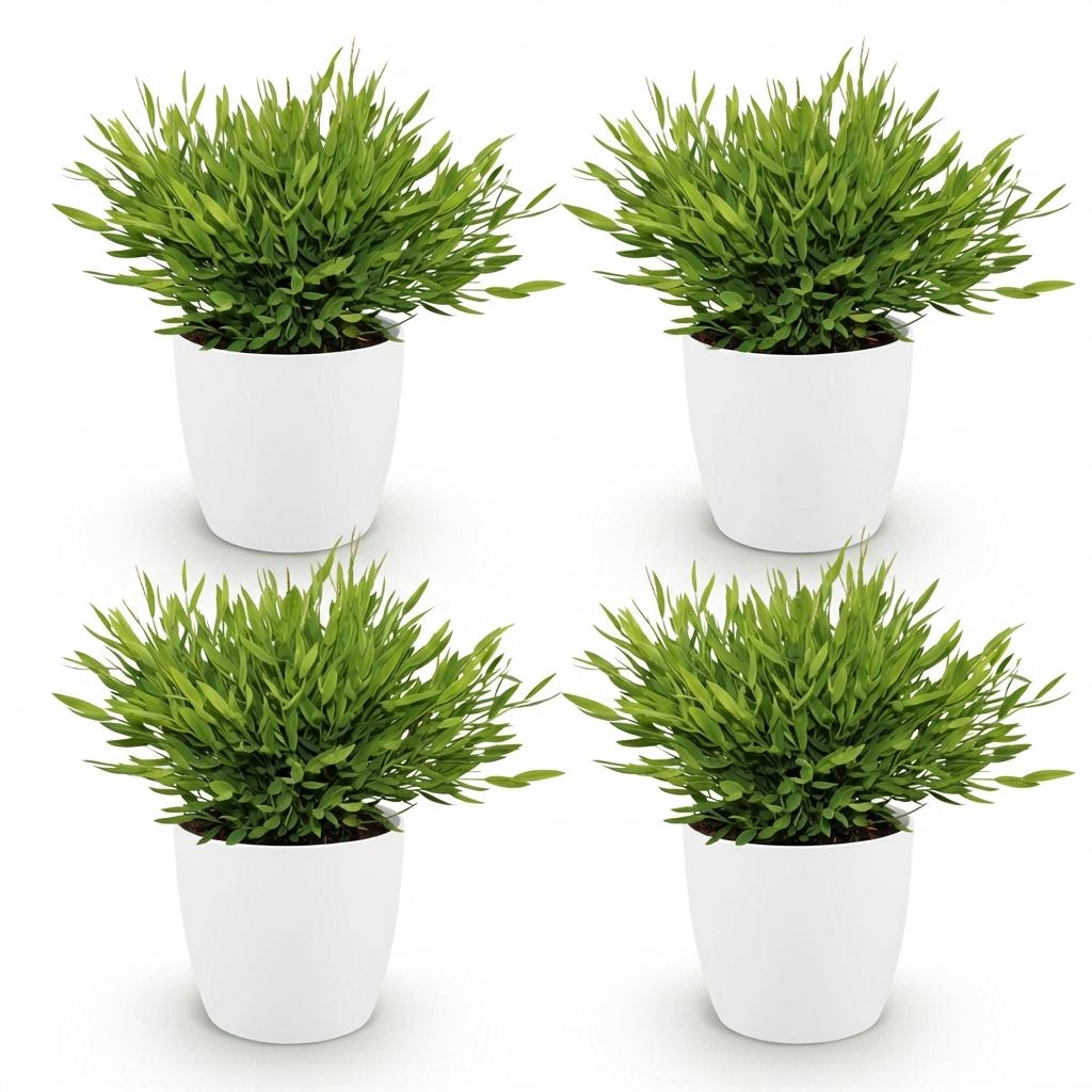 4× Bamusa Pogonatherum Monica (bambusgræs) i hvid Potter-pyntepotte – Ø12 cm, 20 cm høj – billede 2
