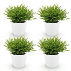4× Bamusa Pogonatherum Monica (bambusgræs) i hvid Potter-pyntepotte – Ø12 cm, 20 cm høj