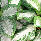 2× Aglaonema Silver Bay – Ø17 cm, 70–75 cm hoog