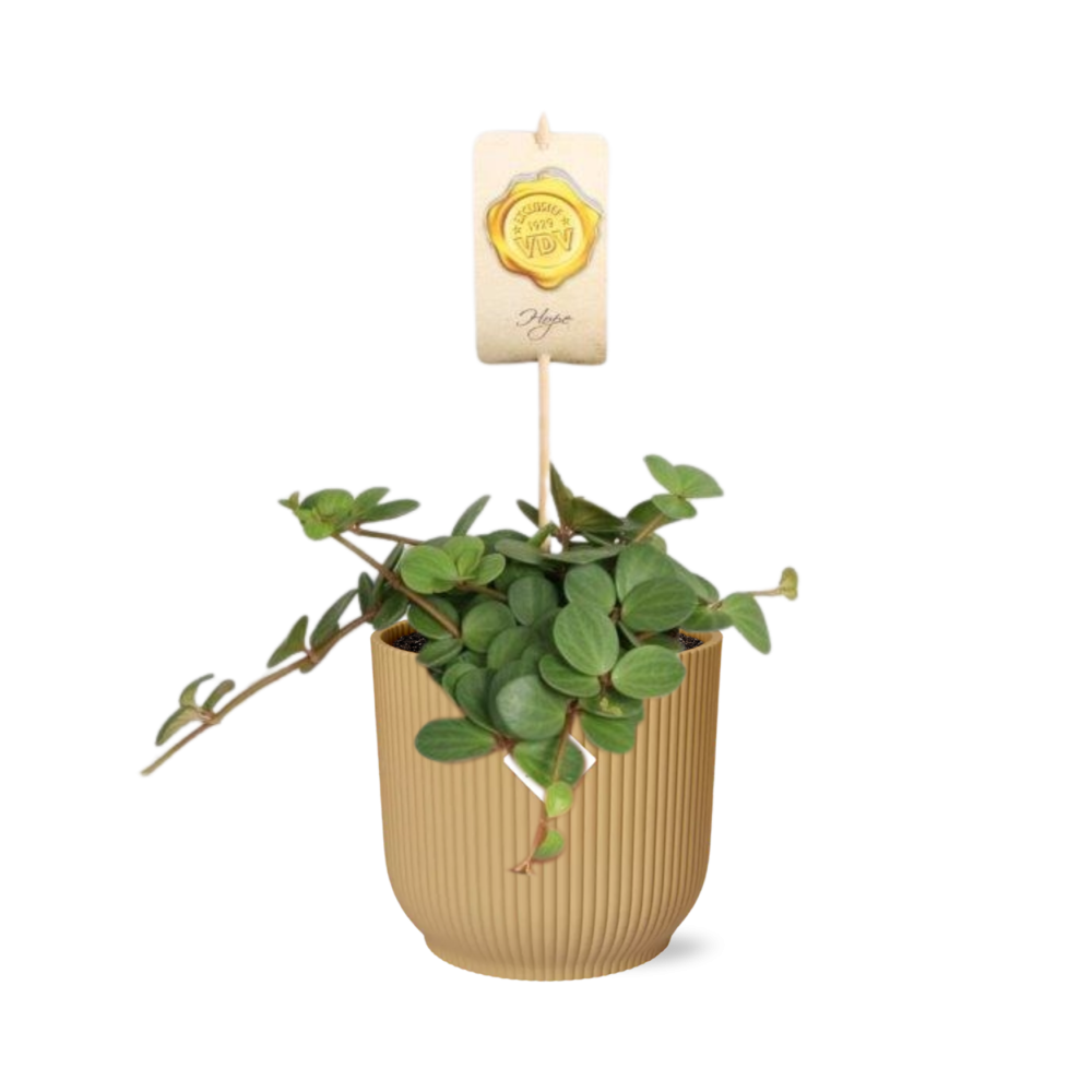 Peperomia ‘Hope’ i ELHO Vibes Fold 14 cm gul – 15 cm høj