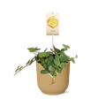 Peperomia ‘Hope’ i ELHO Vibes Fold 14 cm gul – 15 cm høj