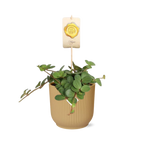 Peperomia ‘Hope’ i ELHO Vibes Fold 14 cm gul – 15 cm høj