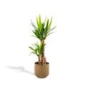 Yucca – Ø21 cm – art. 1462