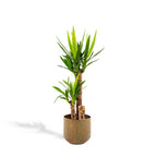 Yucca – Ø21 cm – art. 1462