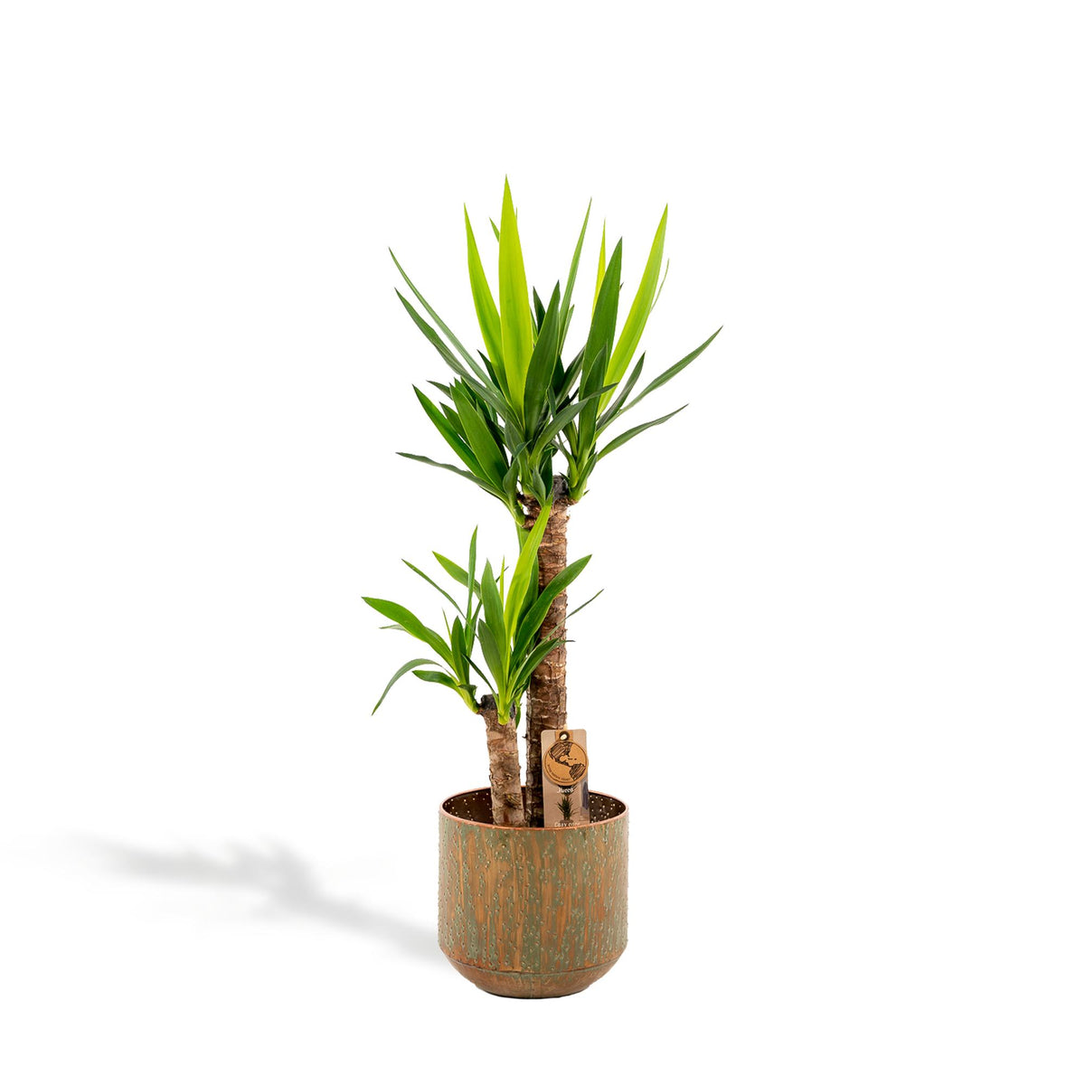Yucca – Ø21 cm – art. 1462