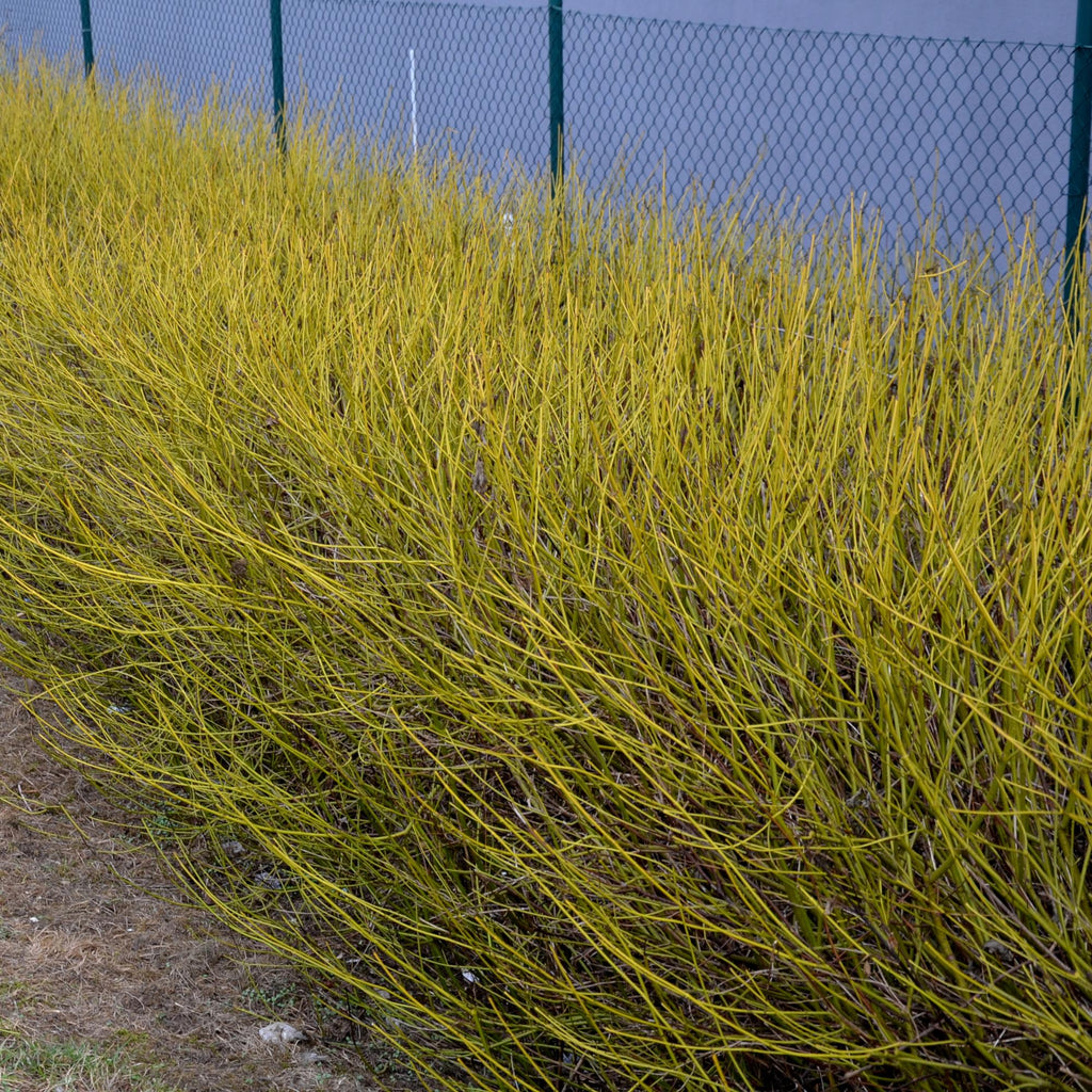 Cornus alba 'Flaviramea' (green branches) – Ø17 cm, 45 cm high – photo 4