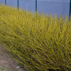 Cornus alba 'Flaviramea' (green branches) – Ø17 cm, 45 cm high